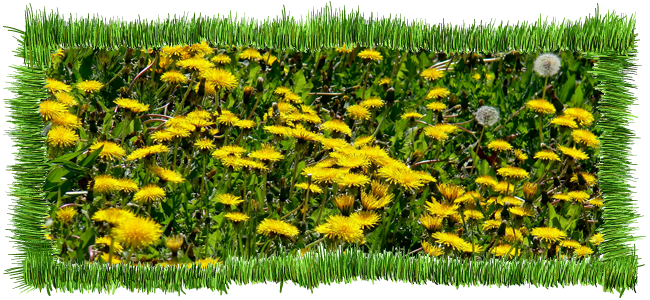 lawn cutting weston super mare